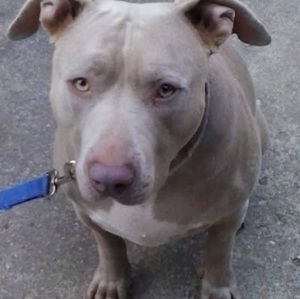 Meet your Posher, Steve